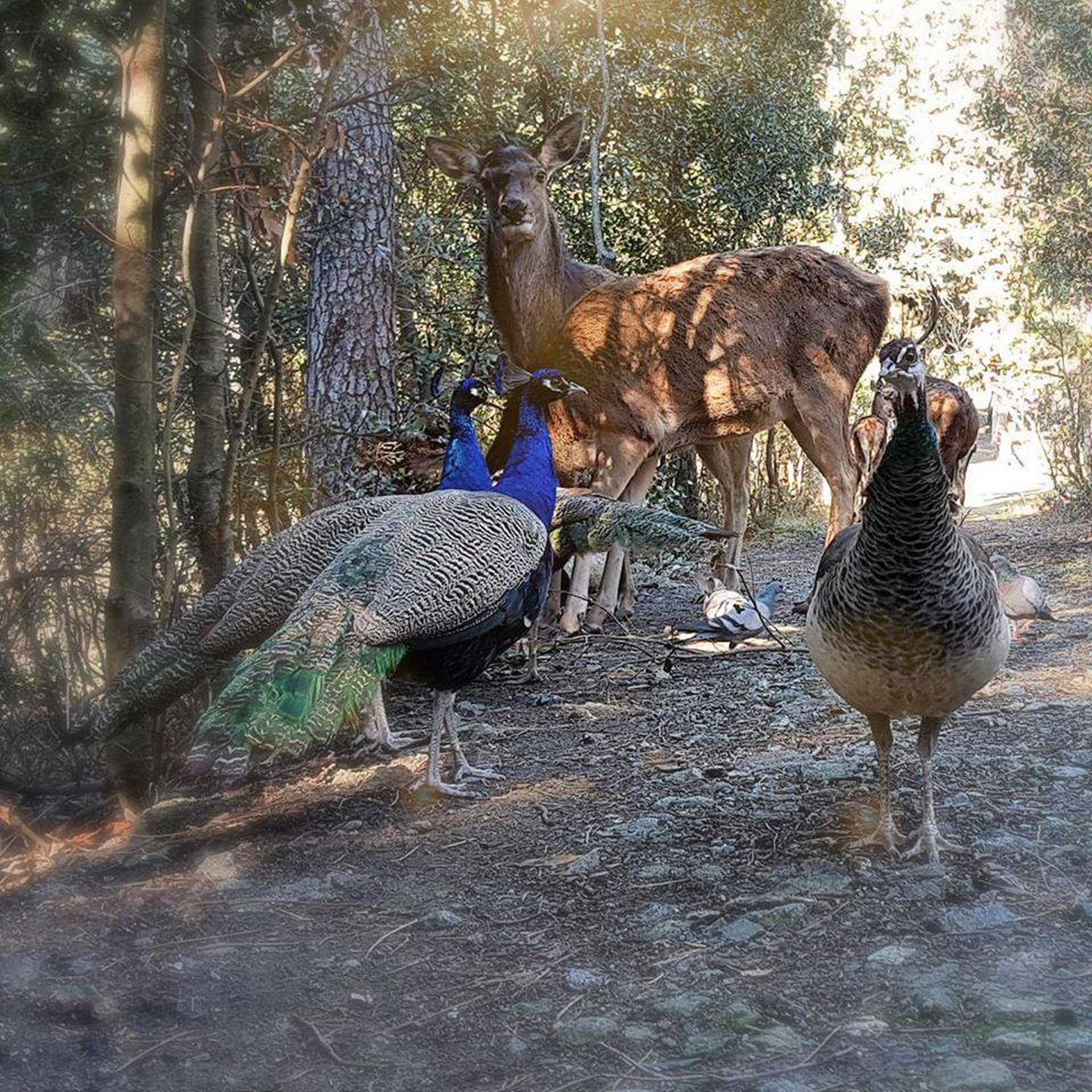 Benedizione degli animali con il Vescovo Giovanni Nerbini