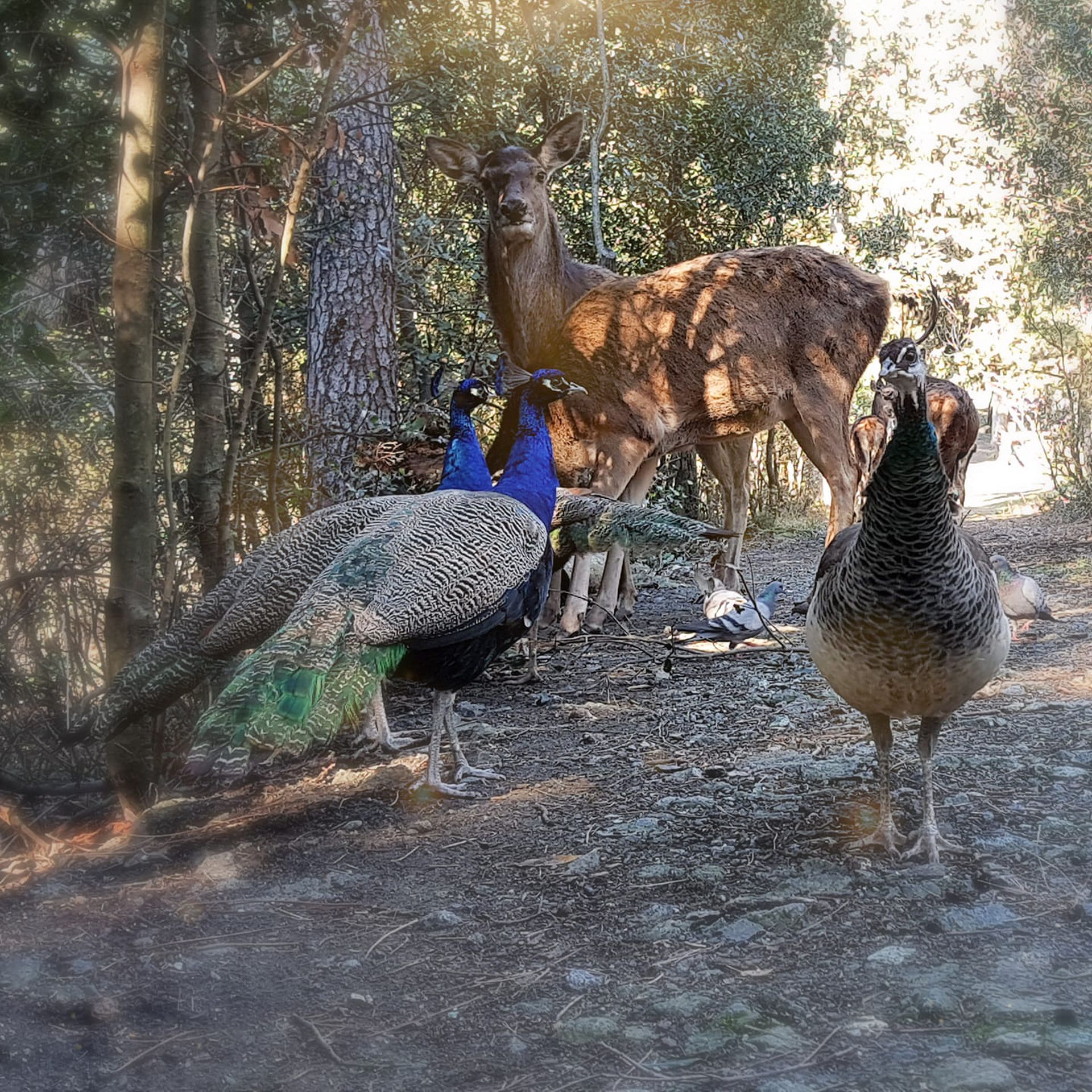 Conosciamo gli animali