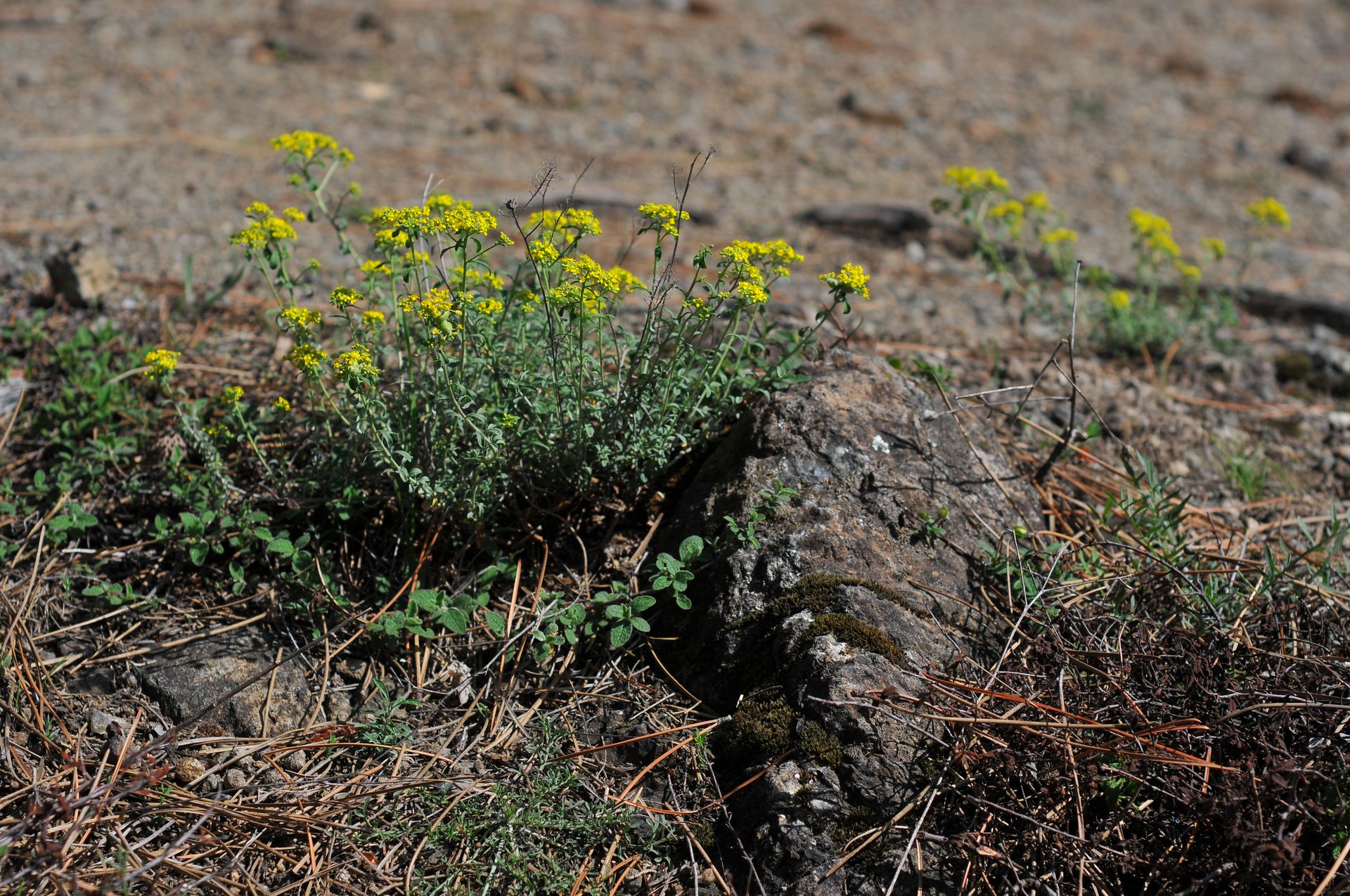 Il giardino tra le rocce