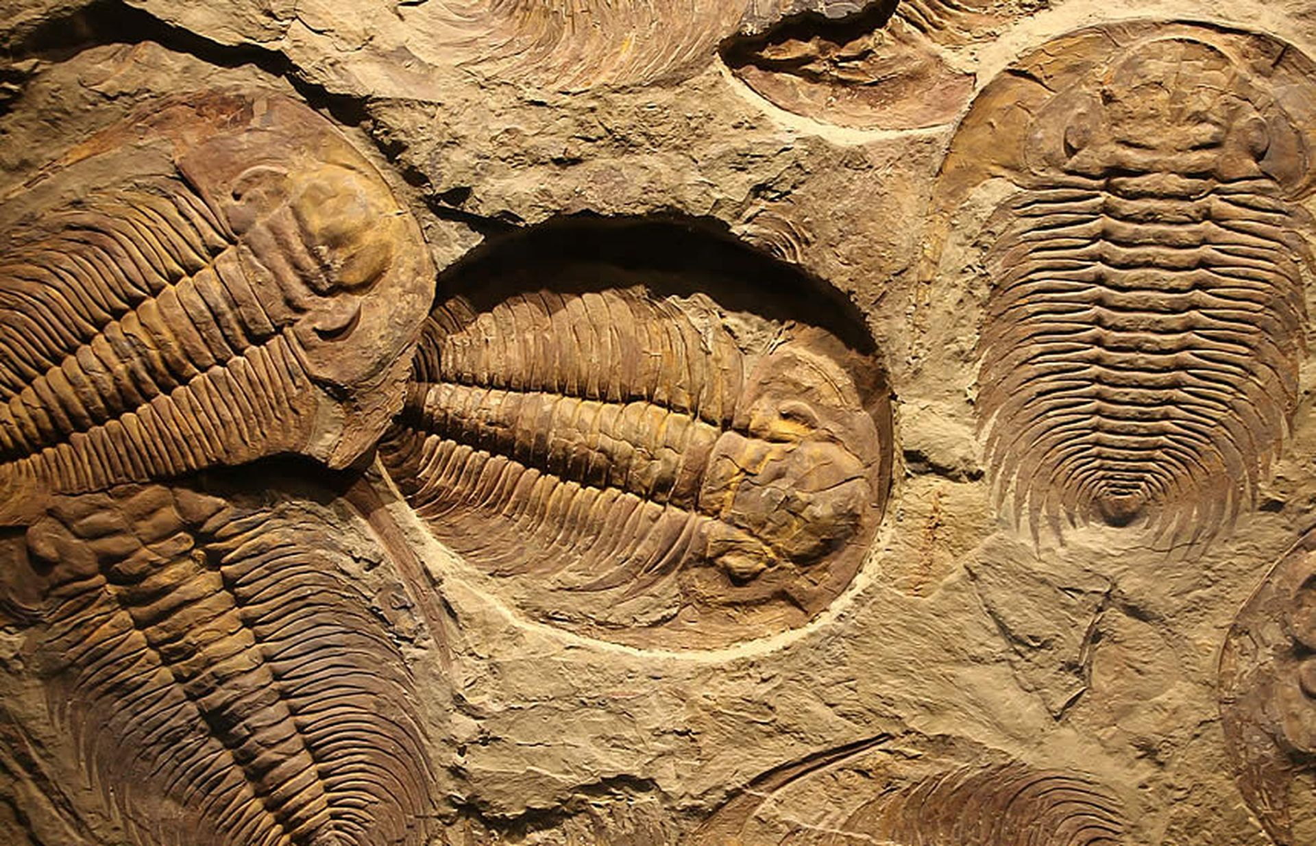 I fossili e la fossilizzazione
